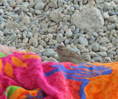 Прикрепленное изображение: CDE29.jpg